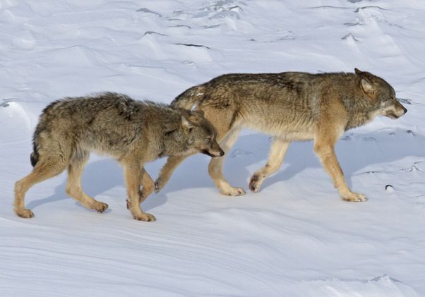 Wolves at Isle Royale, Lake Superior