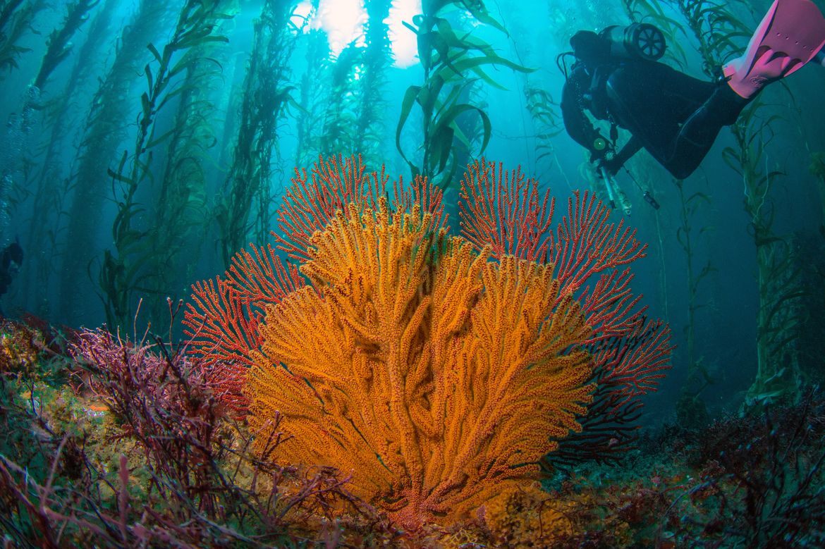Brown and red gorgonian coral