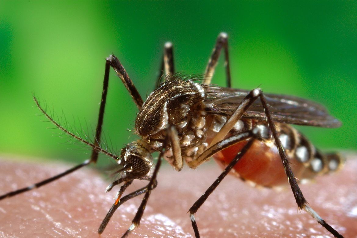 Aedes aegypti mosquito