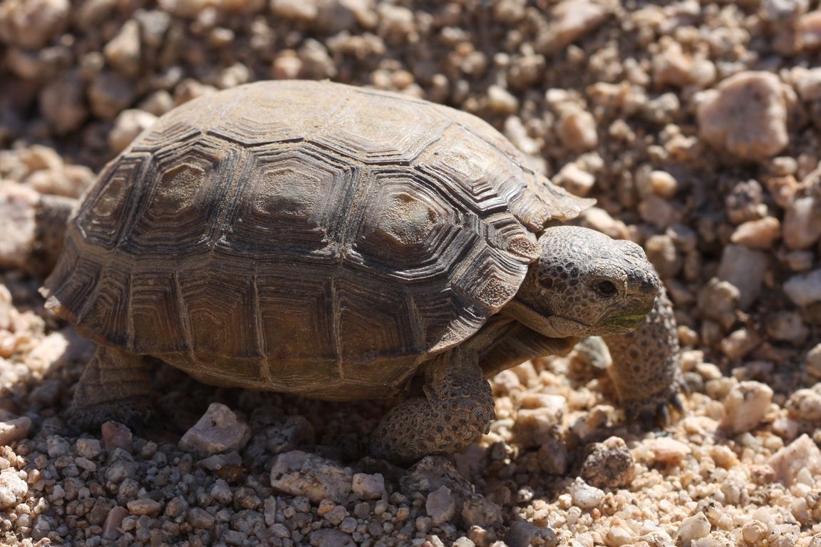 Desert tortoise