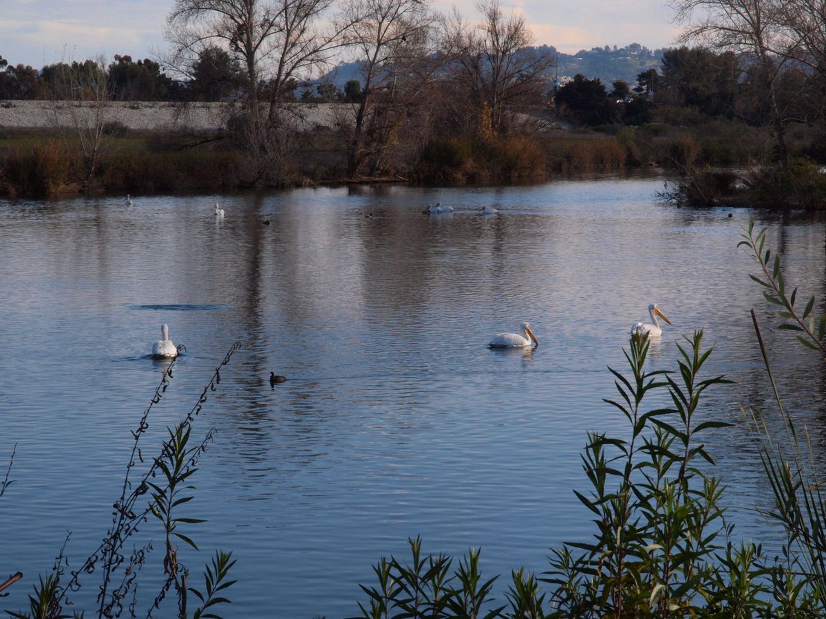LA nature