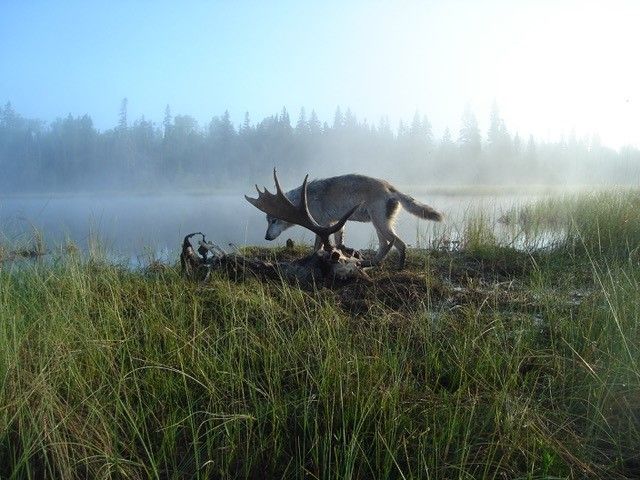 Wolf and a dead moose