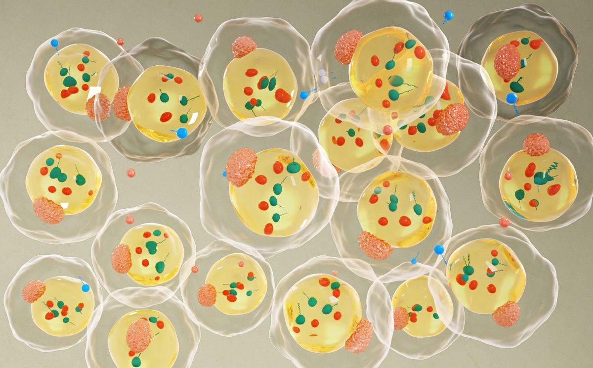 Fat Cell Drug Delivery