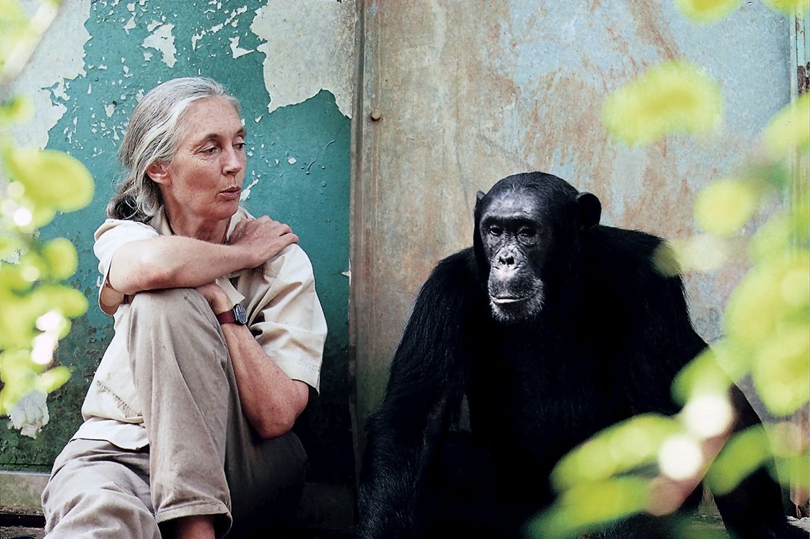 Jane Goodall