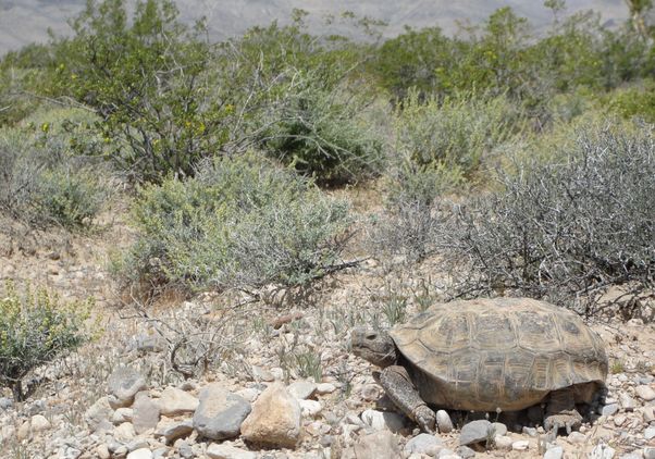 Mojave desert tortoise