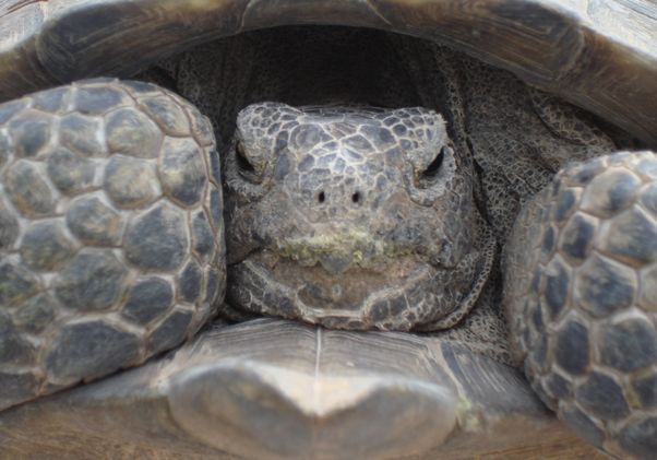 Mojave desert tortoise