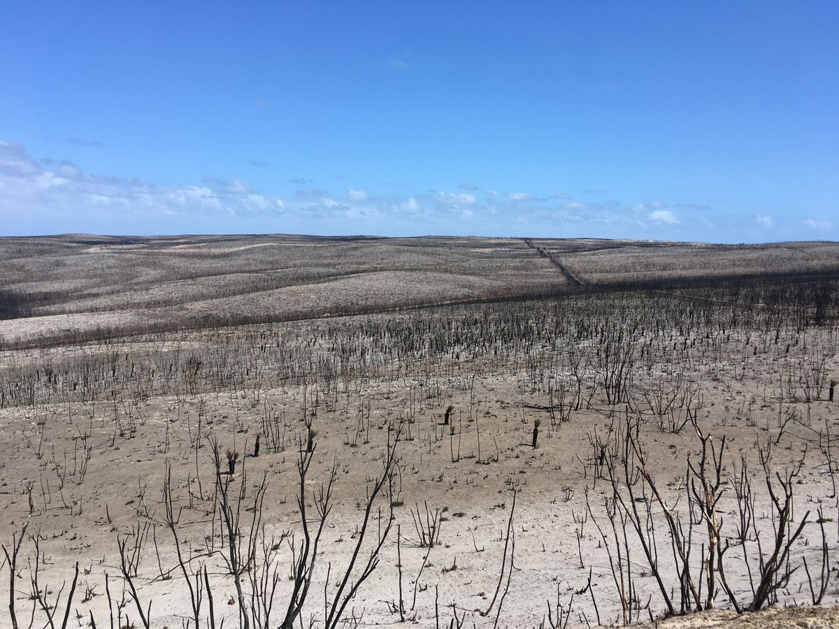 Wildfires Should Be Considered A Top Threat To Survival Of Species Ucla