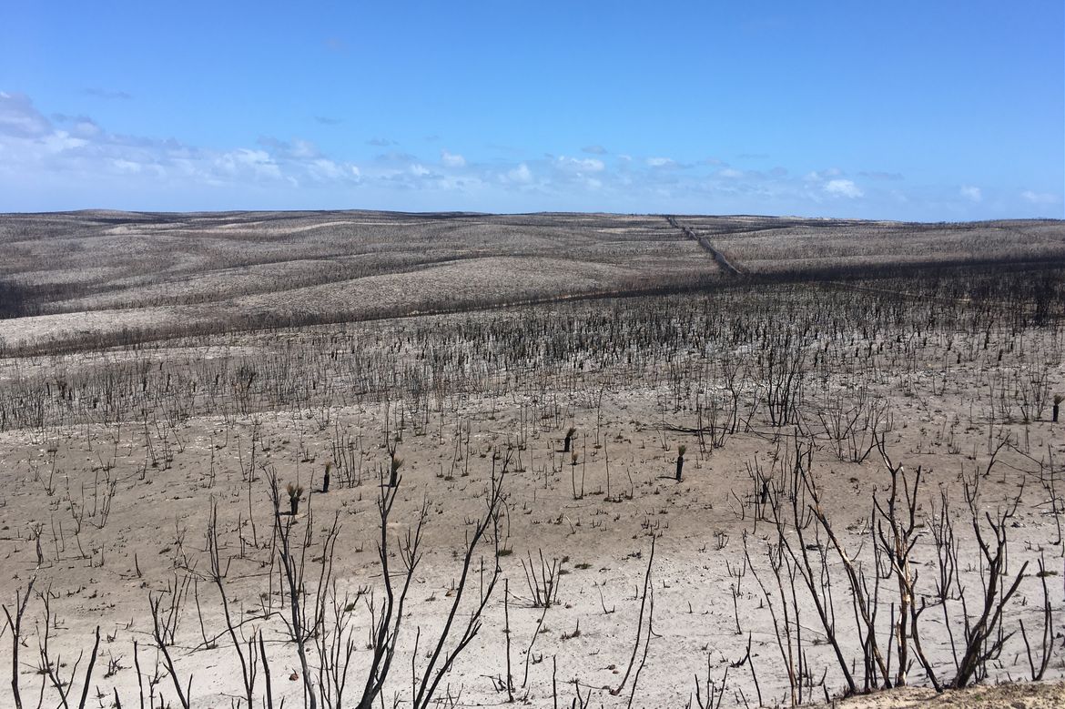 Kangaroo Island after fire