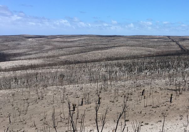 Kangaroo Island after fire