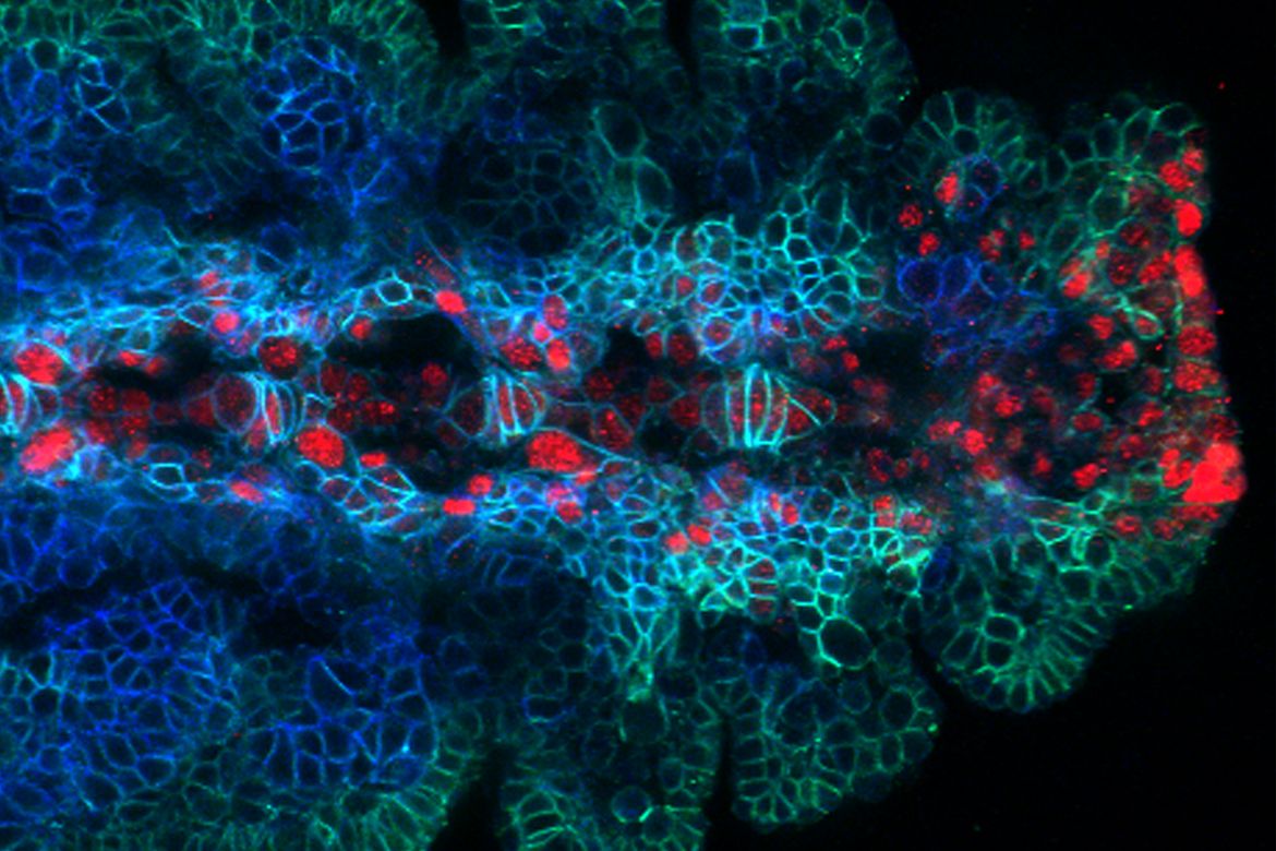 Photo Fruit fly embryo UCLA