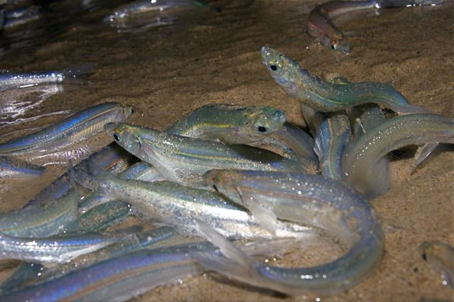 Grunion spawning