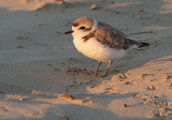 Western snowy plover