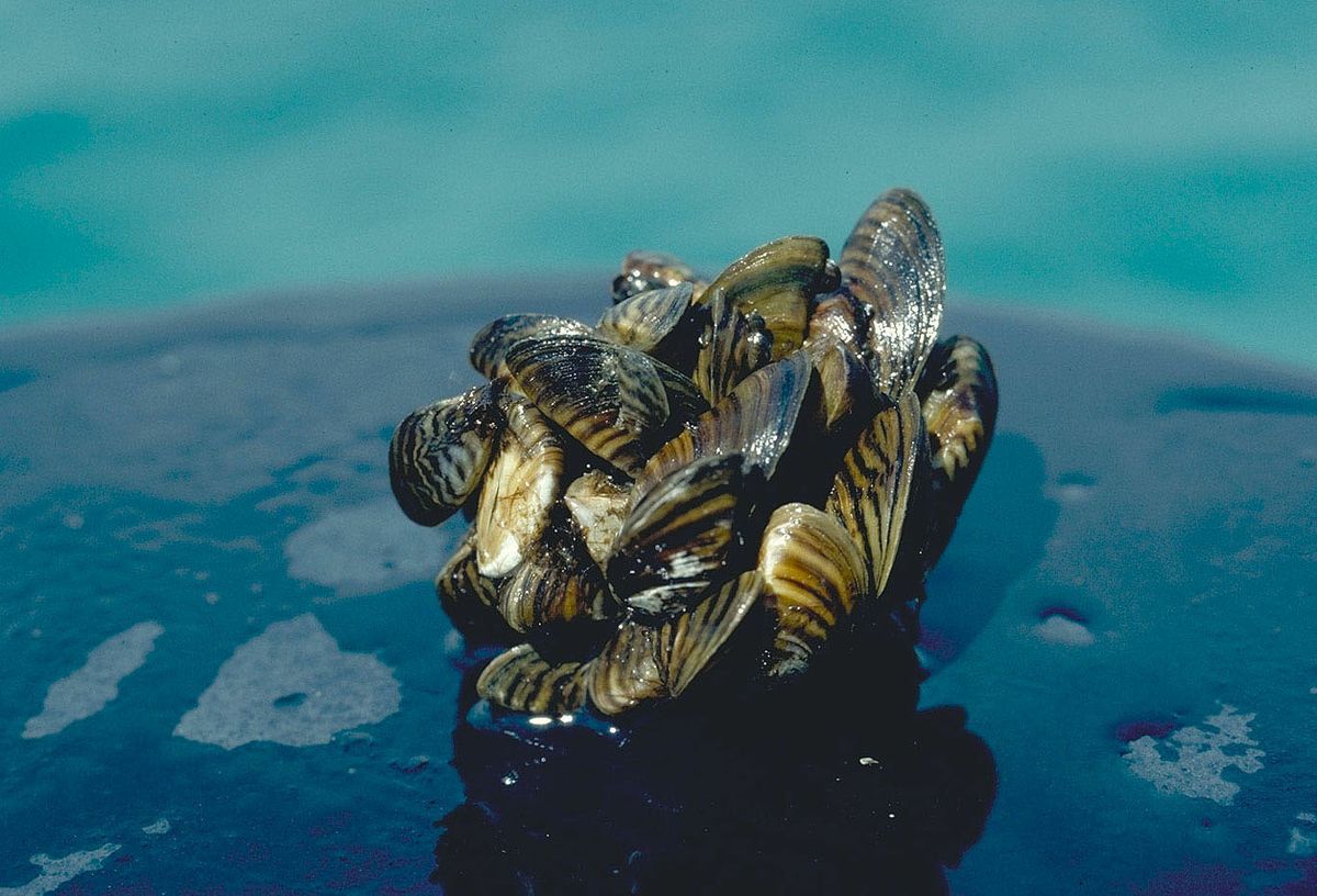 Zebra mussels cluster