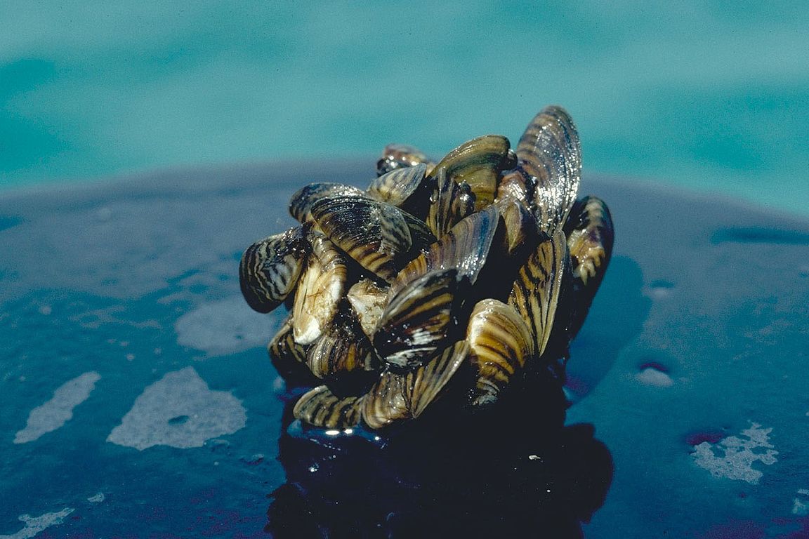 Zebra mussels cluster
