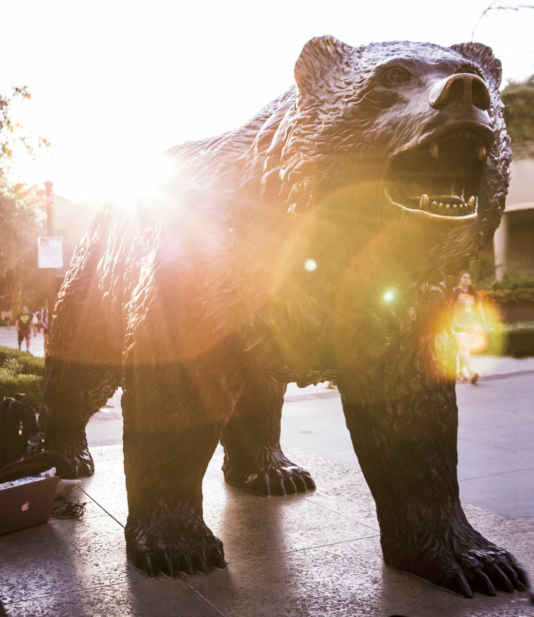 The Bruin