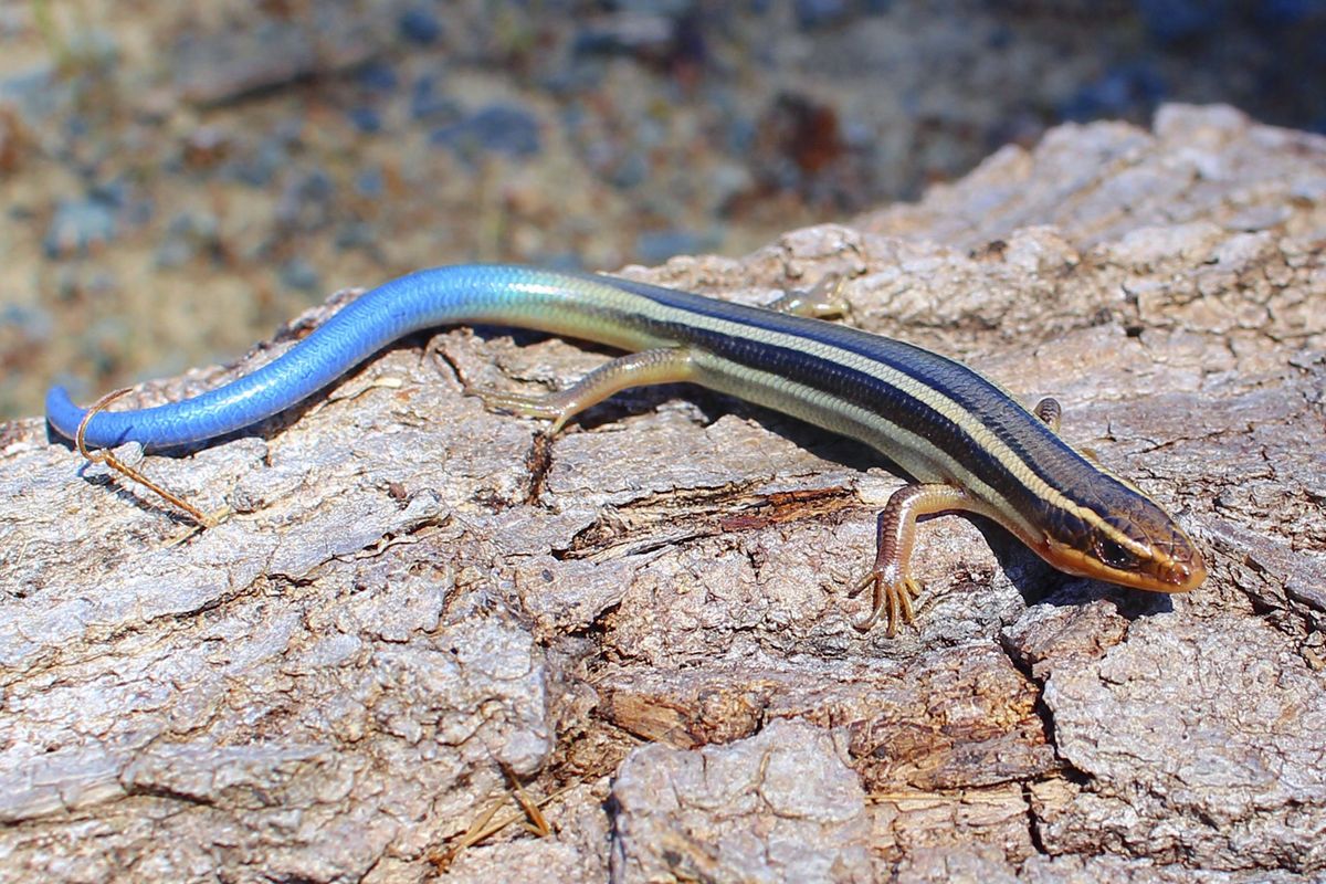 Juvenile western skink