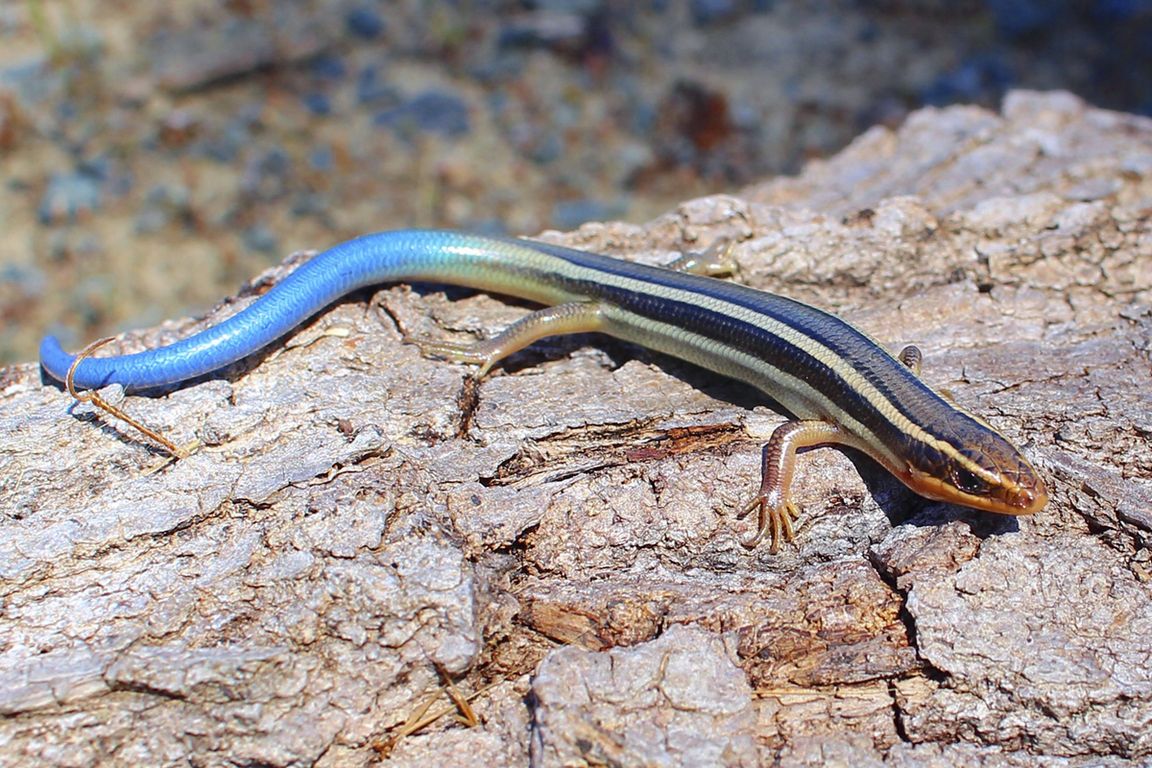 Juvenile western skink