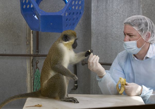 Vervet monkey