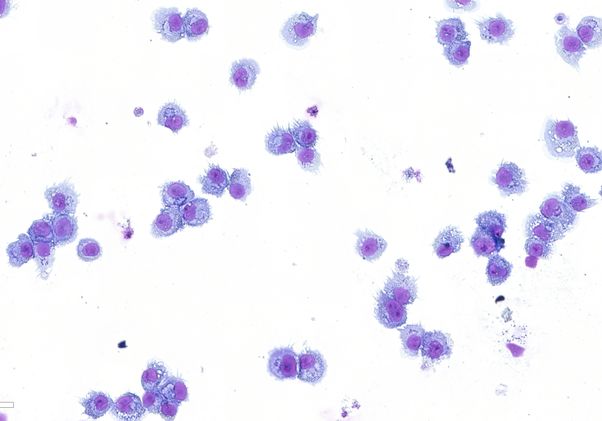 Dendritic cells