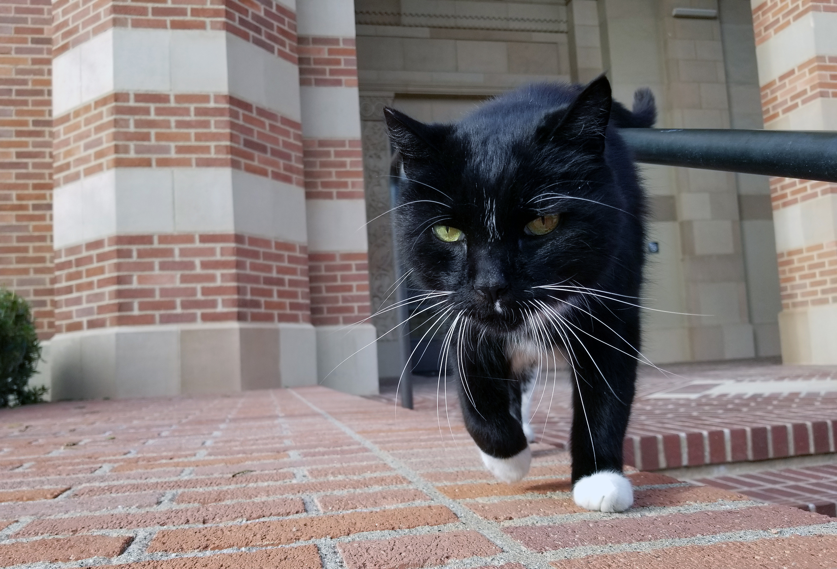 Powell Cat