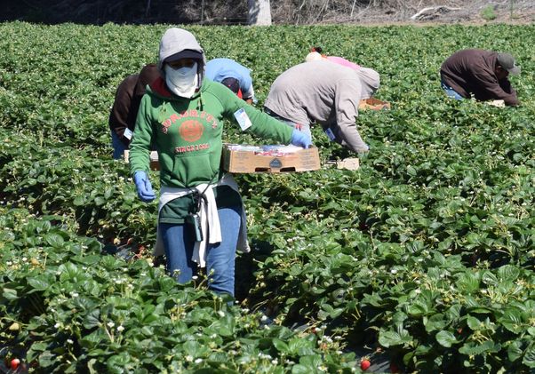 Agricultural workers in California
