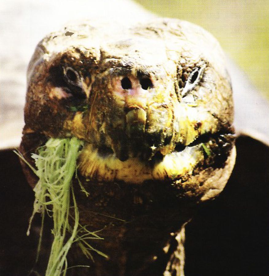 Tortoise
