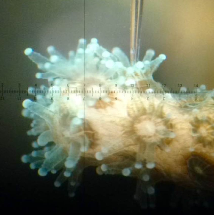 The UCLA-led research team measured corals for their ability to regulate internal acidity when external acidity and temperature were changed.