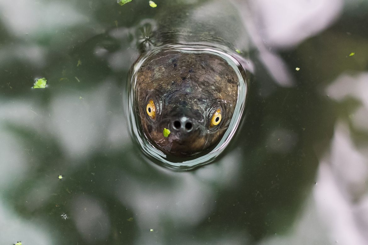 Southern river terrapin