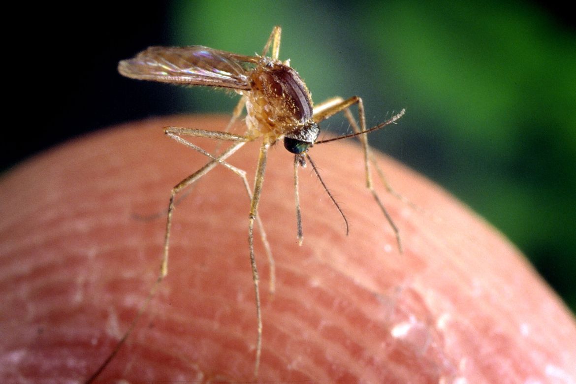 Culex mosquito 