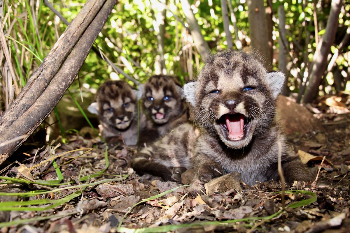 Mountain lion kittens