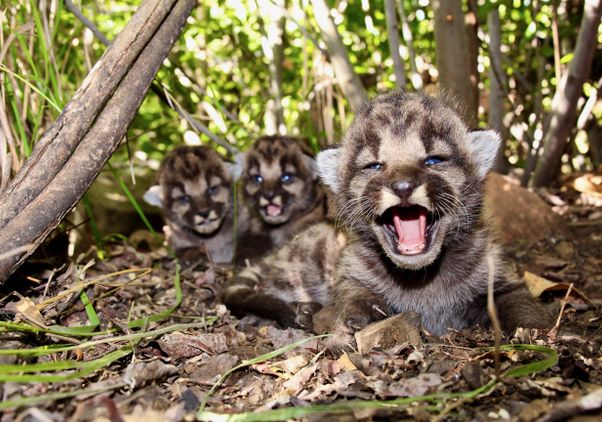 Mountain lion kittens