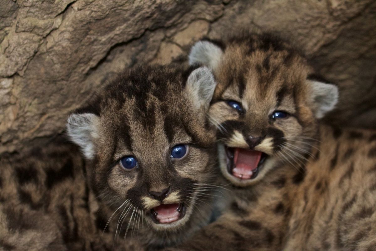 Mountain lion kittens