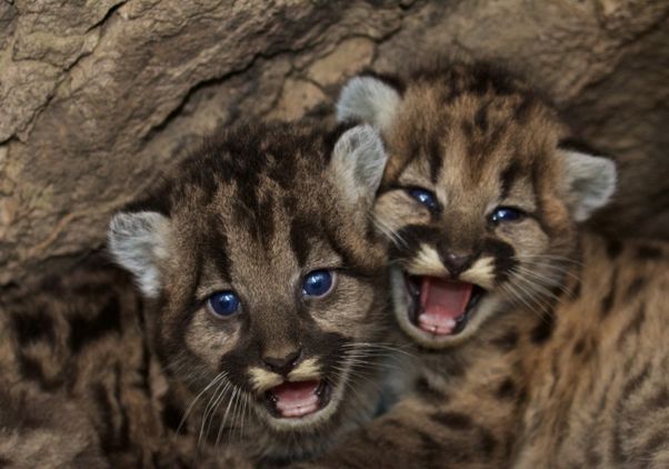 Mountain lion kittens