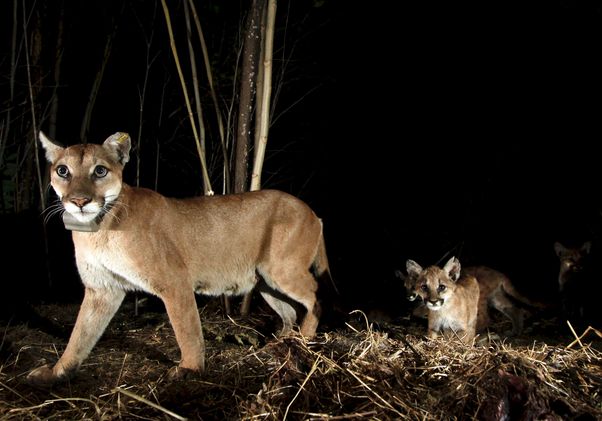 Mountain lion and kittens