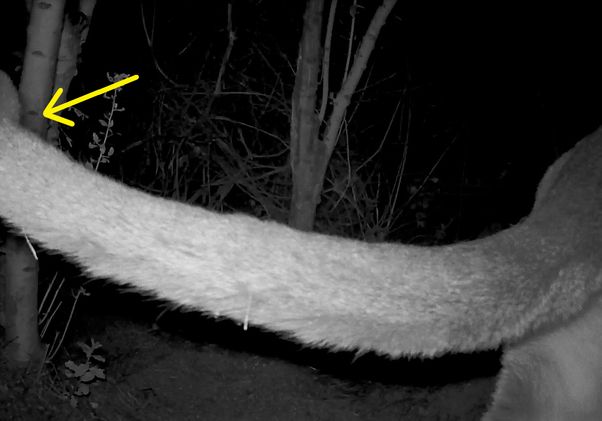 Kinked tail of mountain lion