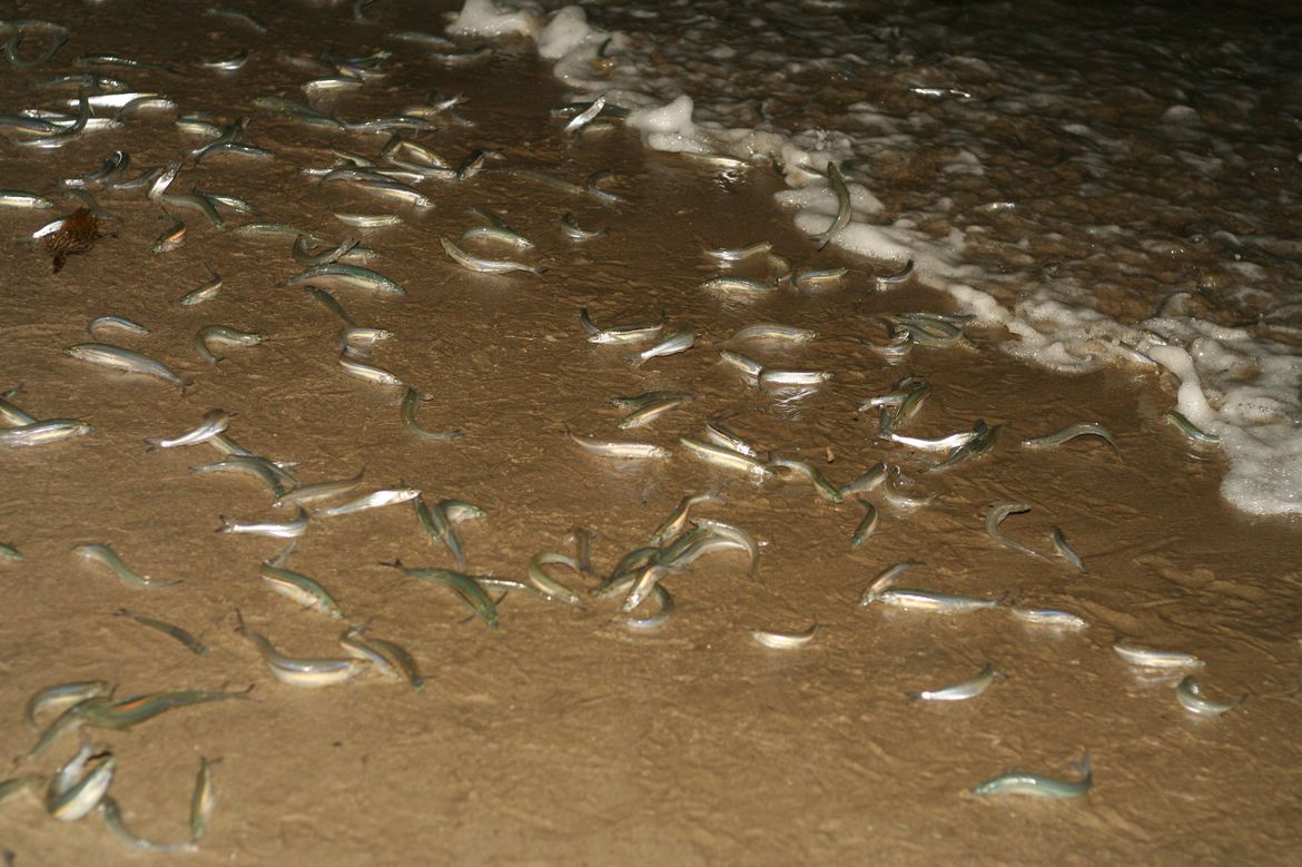 Grunion 