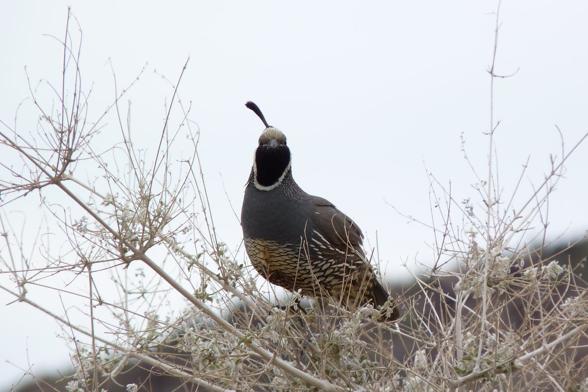 California quail