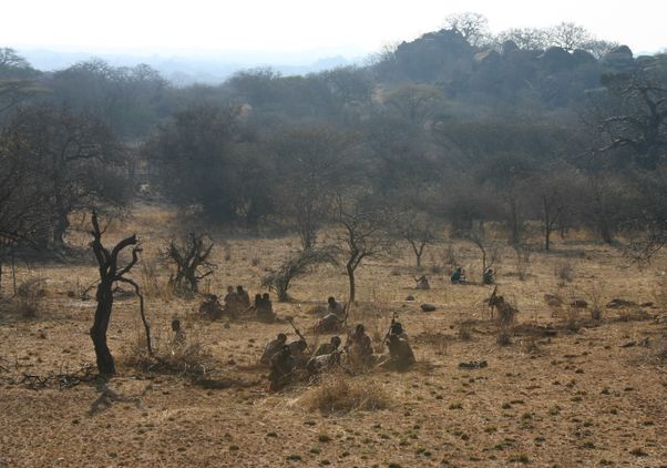 Women digging for tubers