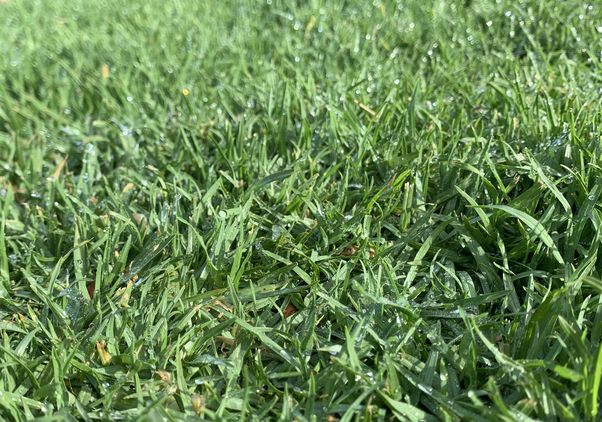 Lawn grass