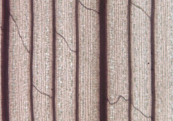 Enlarged image wheat