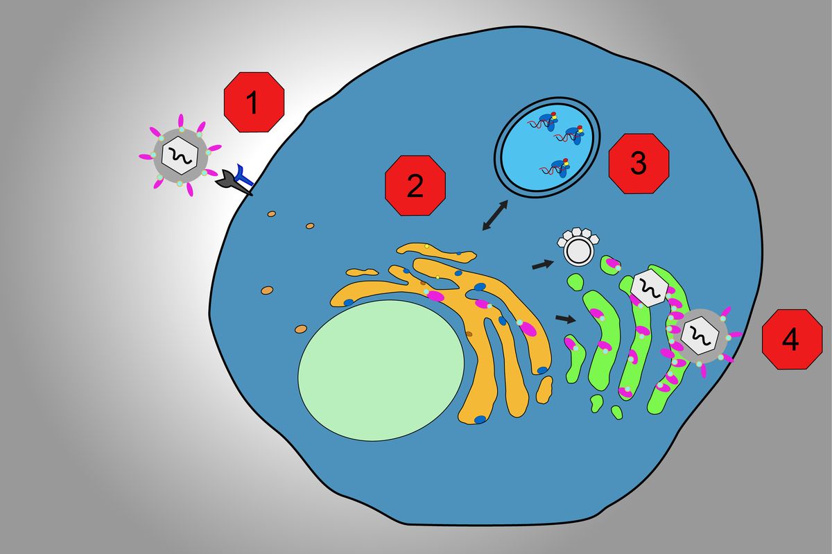 Potential COVID-19 treatment identified in UCLA-led lab study | UCLA