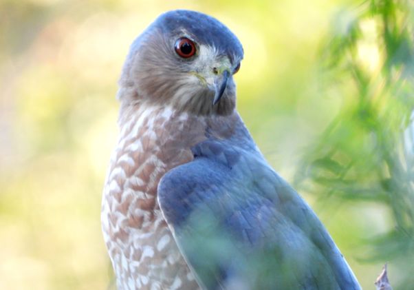 Click to open the large image: Hawk