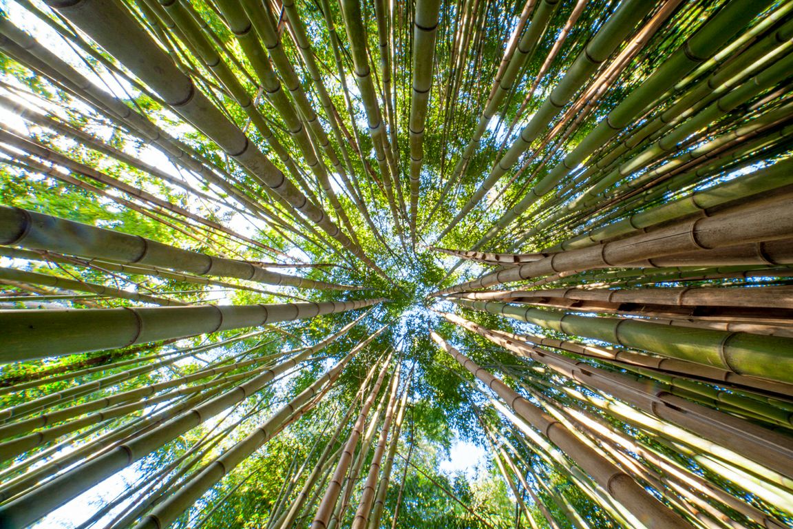 Panel explores ways Asian Americans can break through 'bamboo ceiling' - Vimarsana News