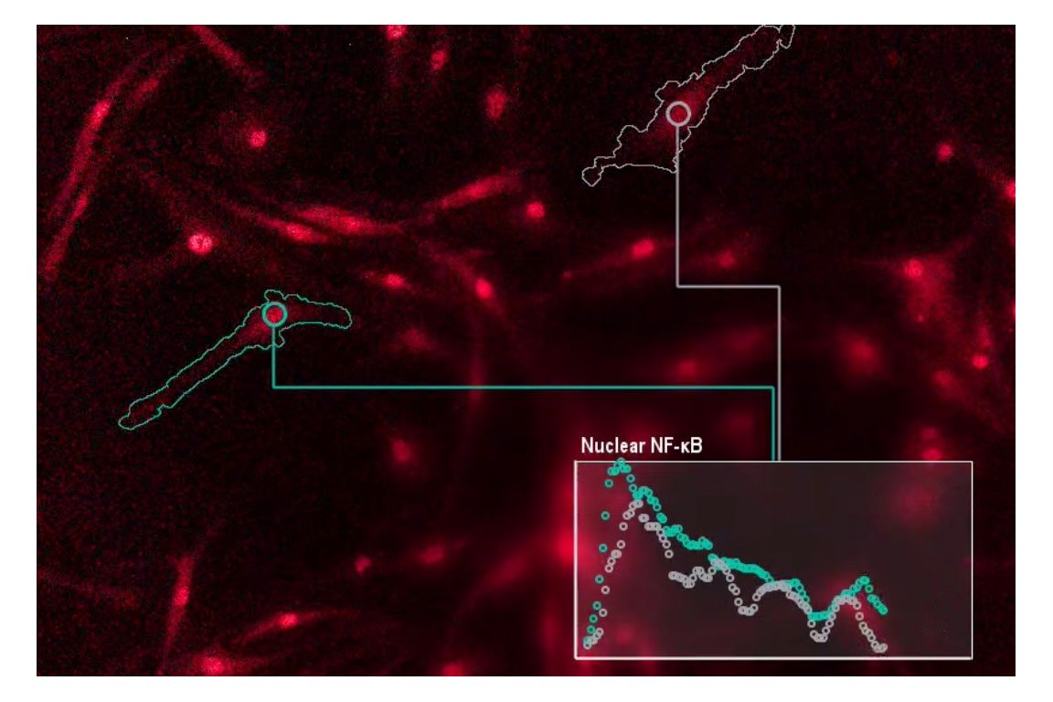 Scientists decode 'language' of immune cells - Vimarsana News