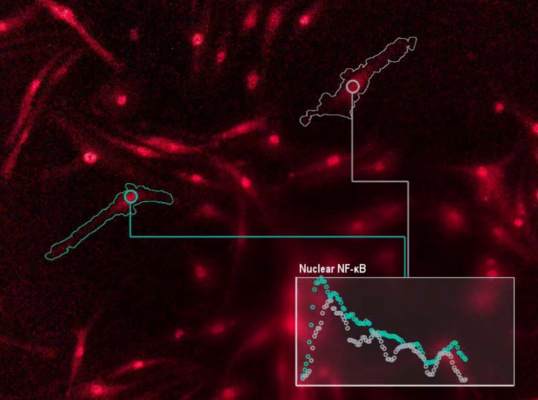 Photo | Microscopy image of immune cells communicating with genes | UCLA