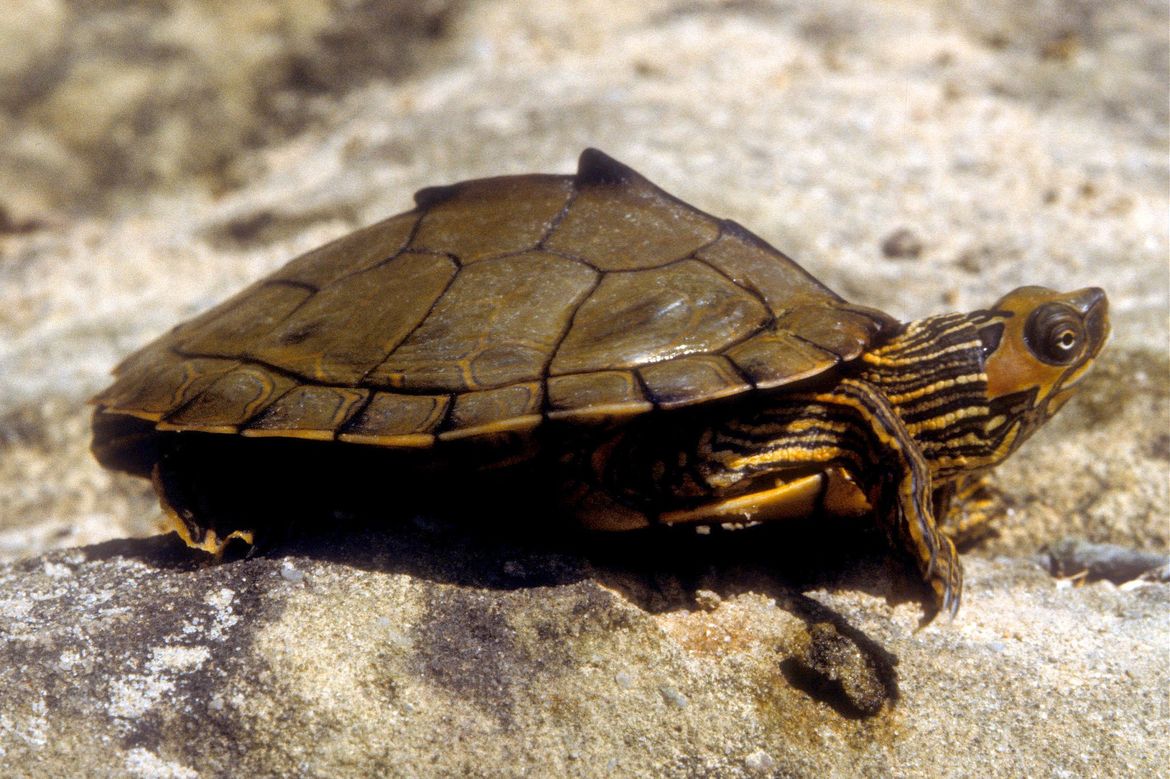 Alabama map turtle