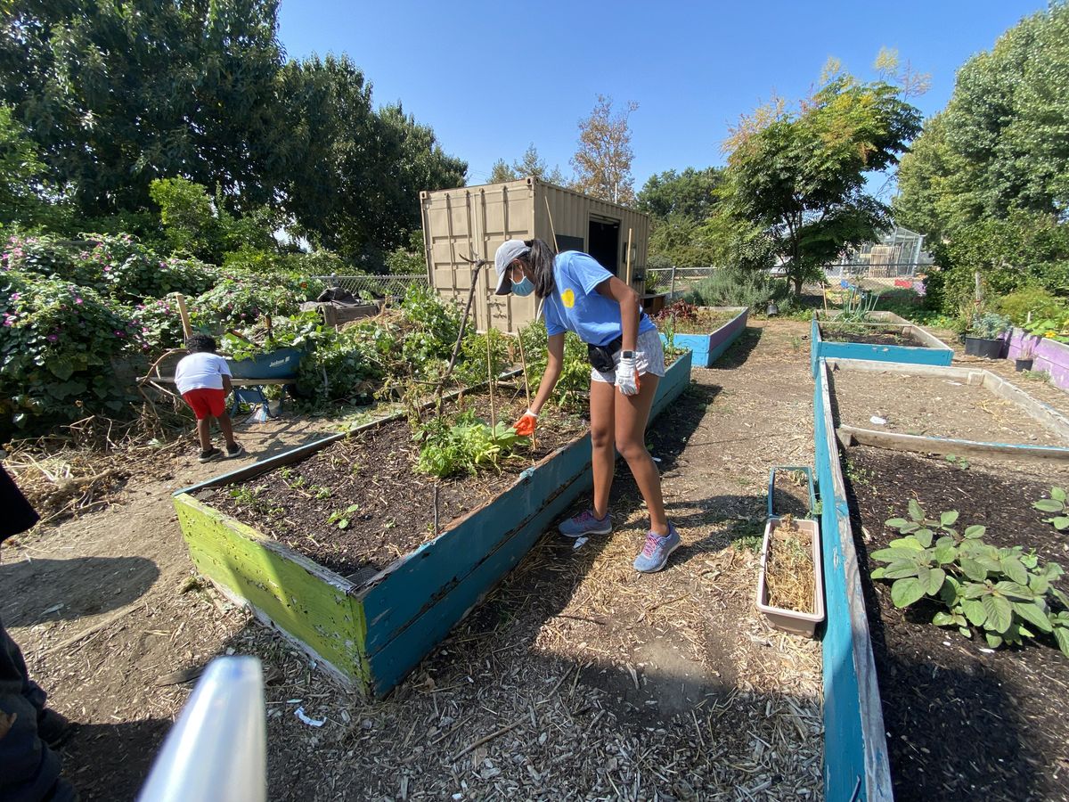 Amira Patrawala at the Fremont Community Garden