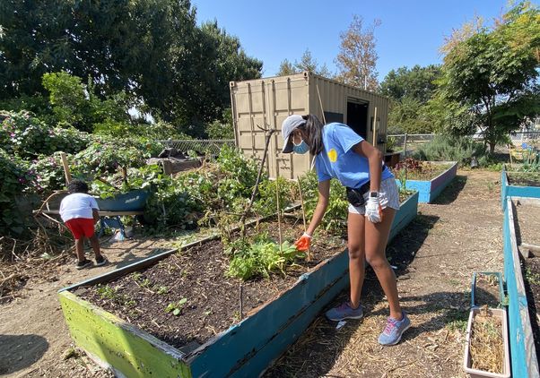 Amira Patrawala at the Fremont Community Garden