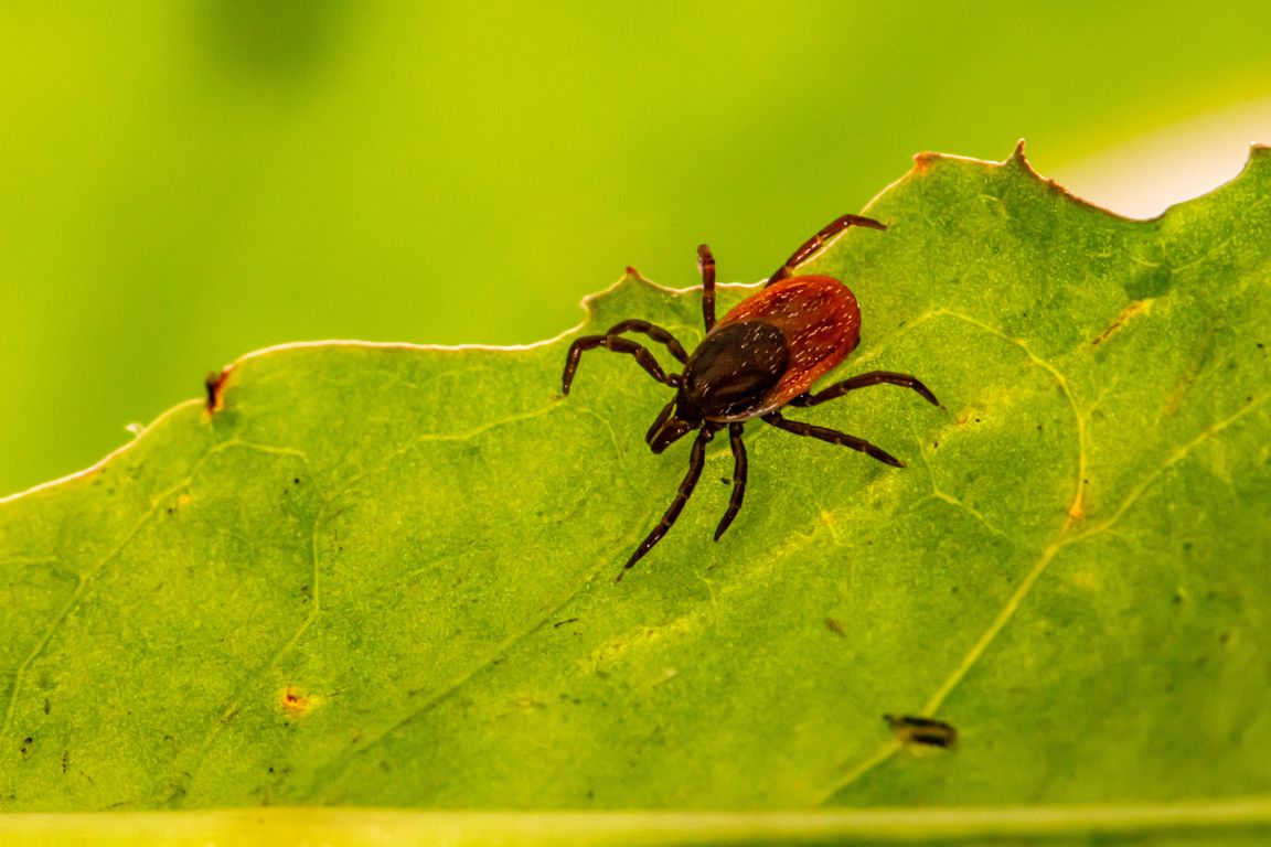 Black patients’ Lyme disease often diagnosed late, possibly due to