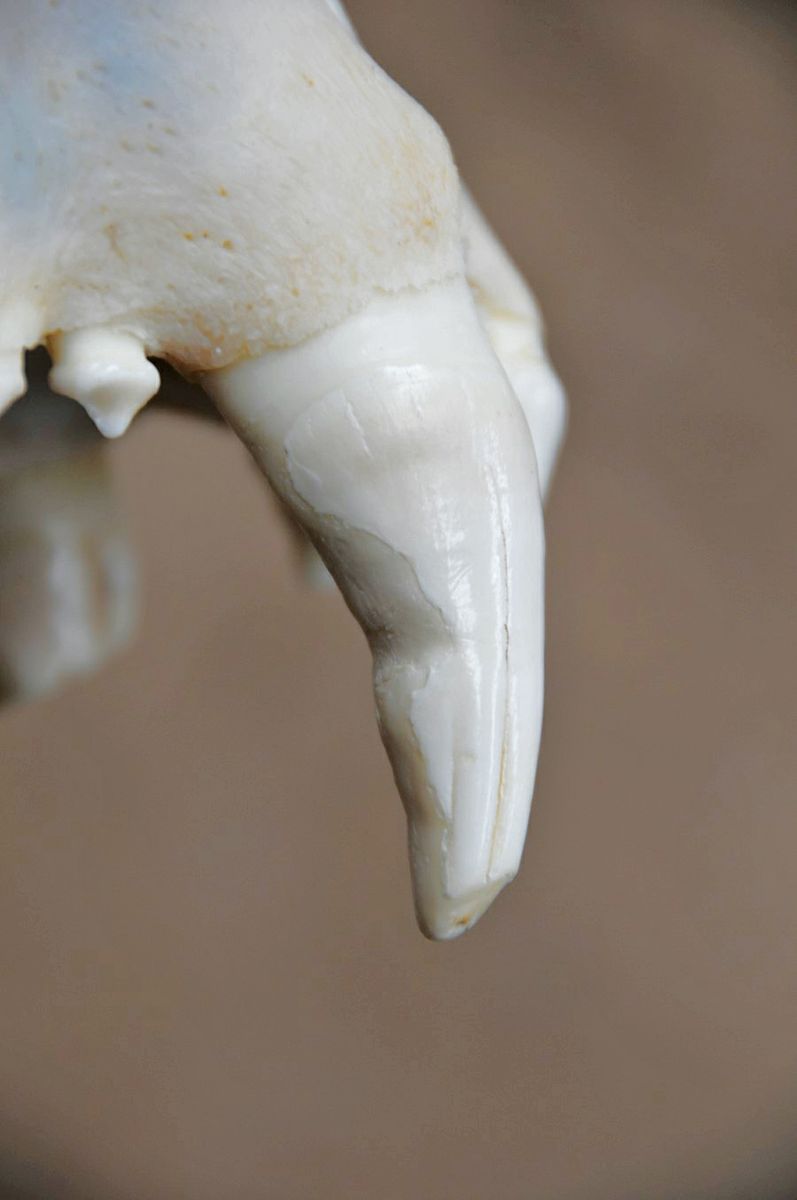 Damaged canine tooth of a lion
